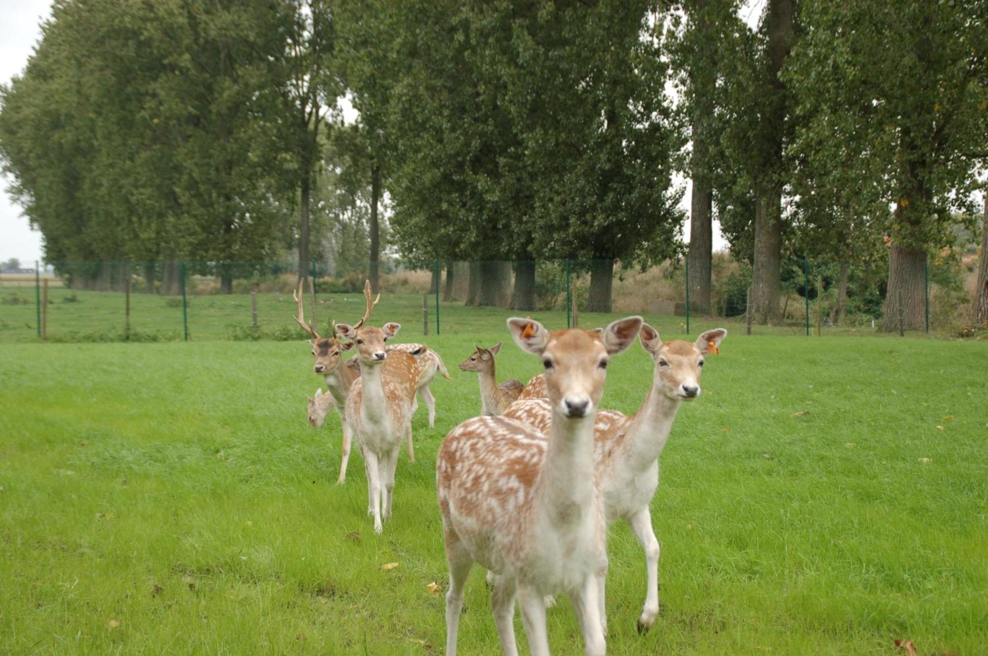 B&B De Rentmeesterhoeve Reningelst 외부 사진
